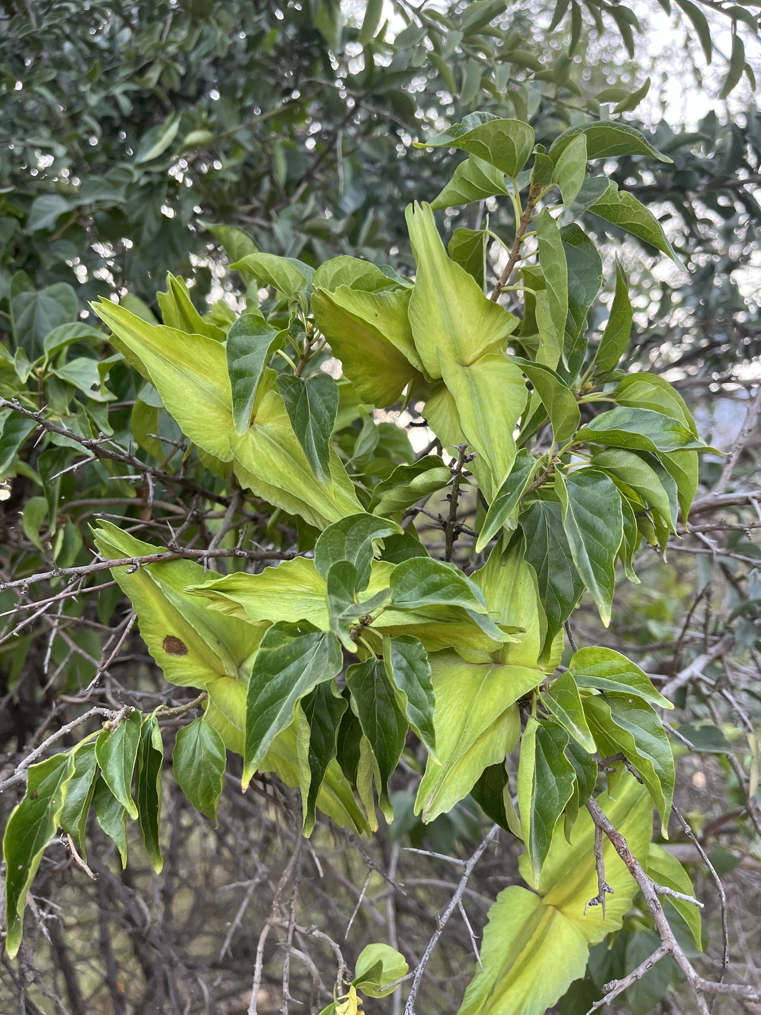 Stephanotis ernstmeyeri