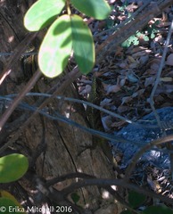 Anolis roquet salinei