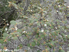 Perrierodendron quartzitorum image