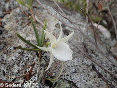 Angraecum rutenbergianum image