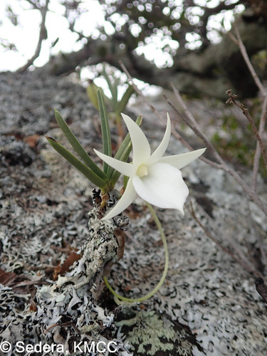 Angraecum rutenbergianum