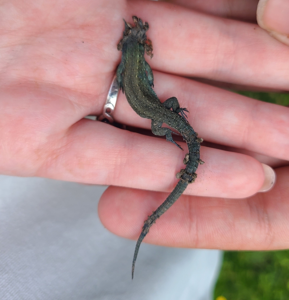 Viviparous Lizard from 3825 Lauterbrunnen, Switzerland on June 9, 2023 ...