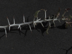 Sarcomphalus obtusifolius canescens