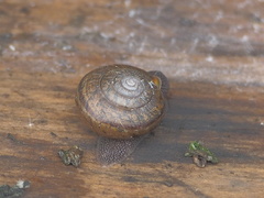 Helminthoglypta nickliniana ramentosa
