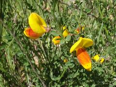 Cytisus scoparius andreanus