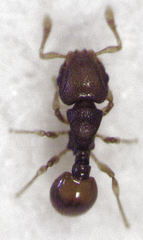 Mayriella abstinens