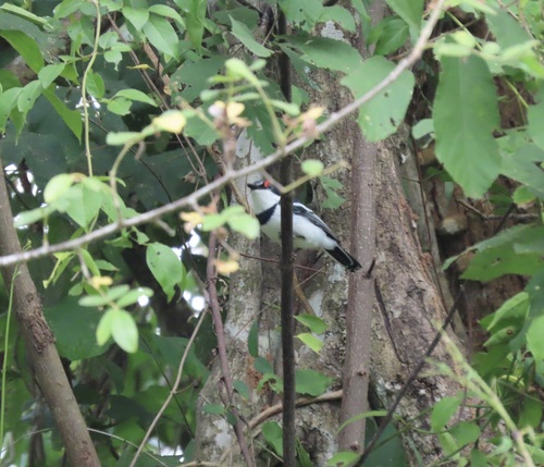 iNaturalist image