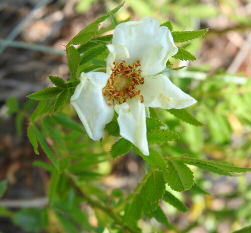 Image of Rosa foliolosa by (c) saltyhiker, some rights reserved (CC BY)