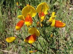 Cytisus scoparius andreanus