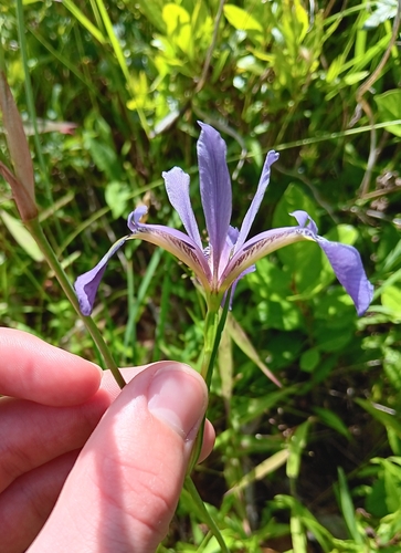 Image of Iris prismatica by (c) Tyler Ekholm, some rights reserved (CC BY)