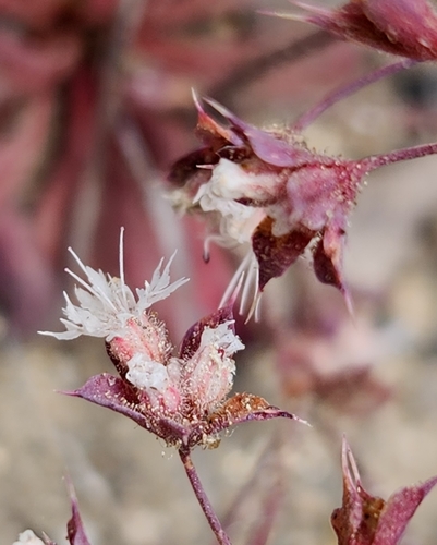 three-lobed starry puncturebract (Sidotheca trilobata)