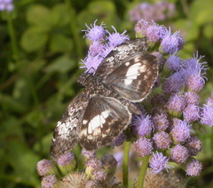 Chiomara georgina georgina