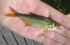 Oligosarcus jenynsii