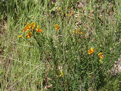 Cytisus scoparius andreanus