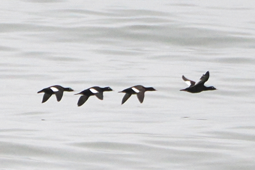 Stejneger's Scoter from Nome County, US-AK, US on June 19, 2023 at 02: ...