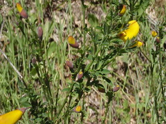Cytisus scoparius andreanus