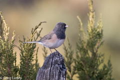 Junco hyemalis mearnsi