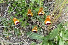 Calceolaria uniflora
