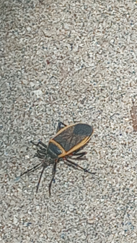 California Bordered Plant Bug From Kernville CA USA On June 21 2023   Large 