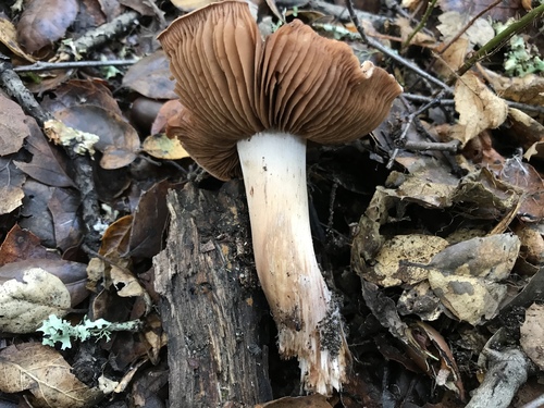 Cortinarius regalis image