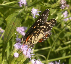 Chlosyne melitaeoides