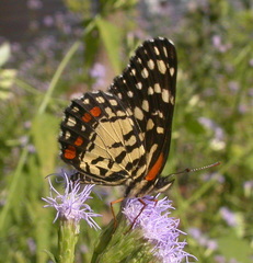 Chlosyne melitaeoides