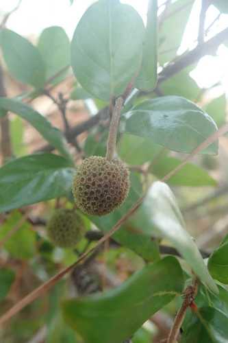 Image of African Strawberry-Tree (Cephalanthus natalensis) by no rights reserved