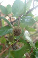 Cephalanthus natalensis