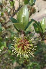 Cephalanthus natalensis