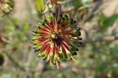 Image of Cephalanthus natalensis by no rights reserved
