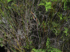 Thelymitra longifolia