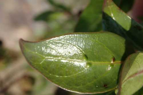 Image of African Strawberry-Tree (Cephalanthus natalensis) by no rights reserved