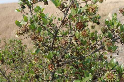 Image of African Strawberry-Tree (Cephalanthus natalensis) by no rights reserved