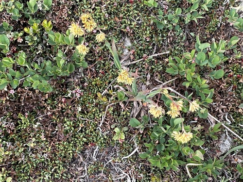 Image of Luzula lutea by (c) Jason Grant, some rights reserved (CC BY)