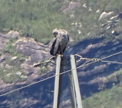 Buteogallus coronatus