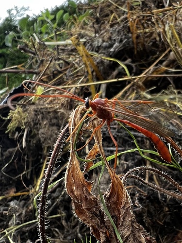 Enicospilus inflexus