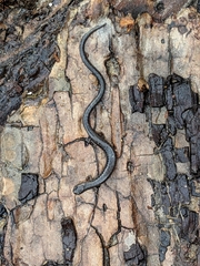 Batrachoseps diabolicus