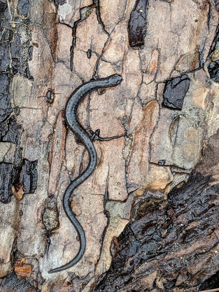 Hell Hollow Slender Salamander