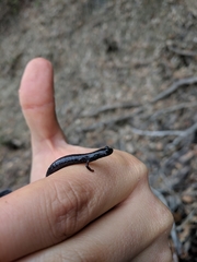 Batrachoseps diabolicus