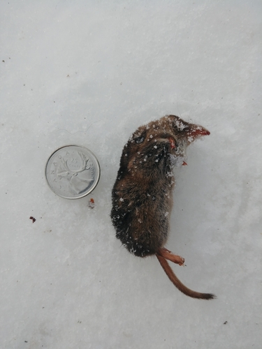 Arctic Shrew