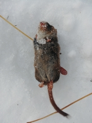 Sorex arcticus