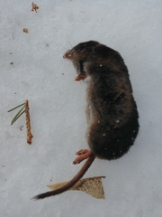 Sorex arcticus
