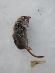 Sorex arcticus