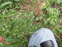 Lepidium virginicum image