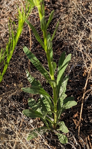 Image of Penstemon ophianthus by (c) Logan J.L. Bradley, some rights reserved (CC BY)
