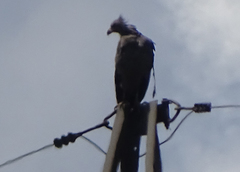 Buteogallus coronatus