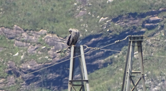 Buteogallus coronatus