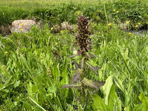 Image of Pedicularis recutita by (c) Jason Grant, some rights reserved (CC BY)
