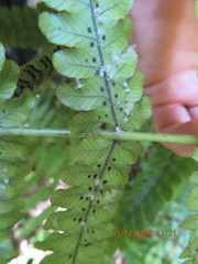 Scolypopa australis