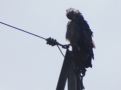 Buteogallus coronatus